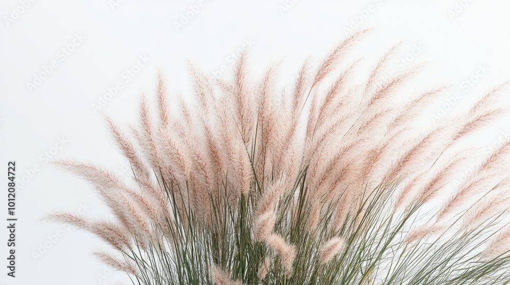 Ornamental Grass Bloom. AI generated illustration. Ornamental Grass Bloom. AI generated illustration.