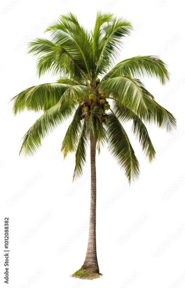 Obraz premium PNG Plant tree tranquility arecaceae.