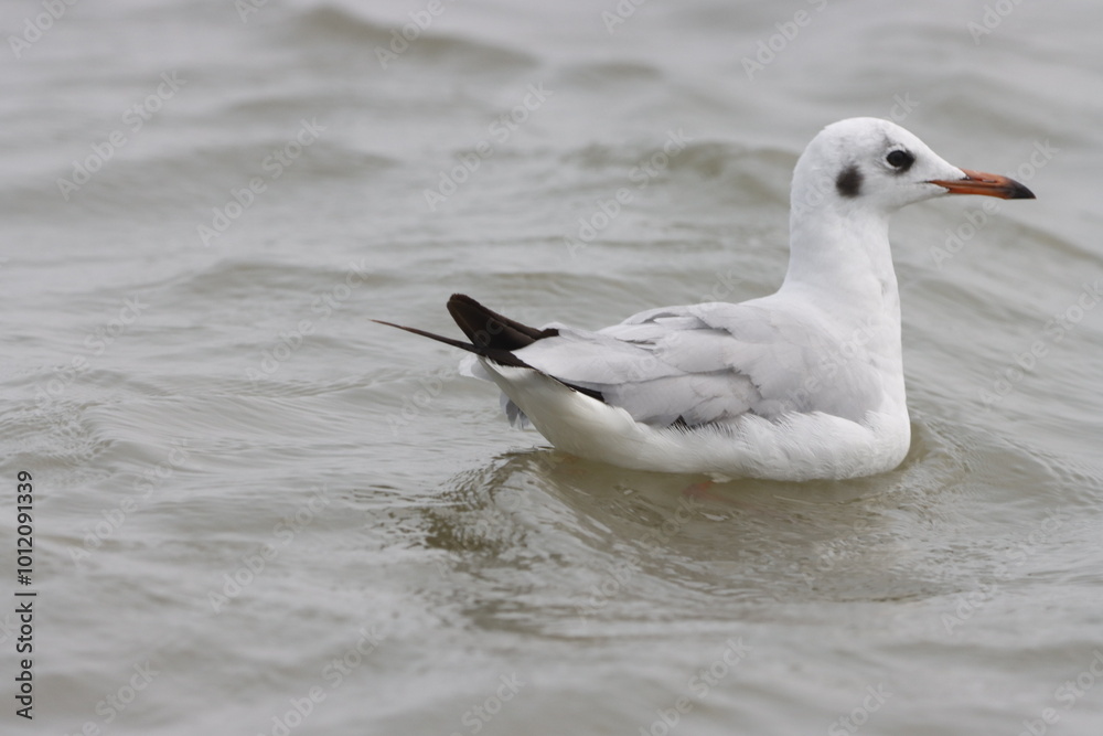 This photograph features a Brown-headed Gull in flight over the coastal waters of Odisha. With its distinctive brown head and white body, the gull gracefully soars above the ocean, This photograph features a Brown-headed Gull in flight over the coastal waters of Odisha. With its distinctive brown head and white body, the gull gracefully soars above the ocean,