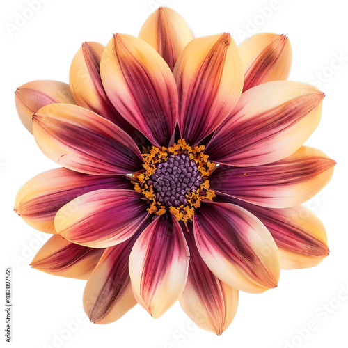 Beautiful gazania flower blooming against a white background