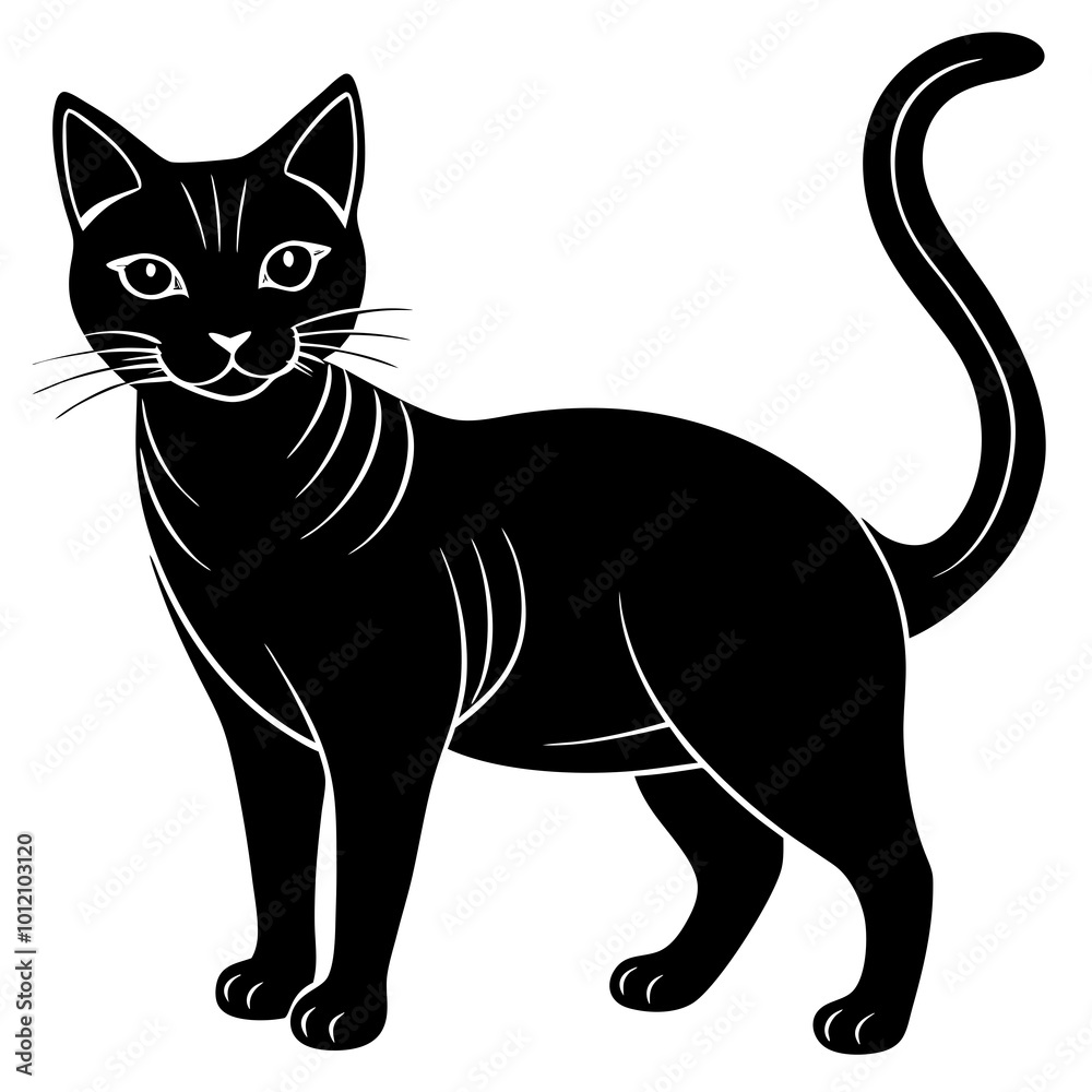 black and white cat black and white cat