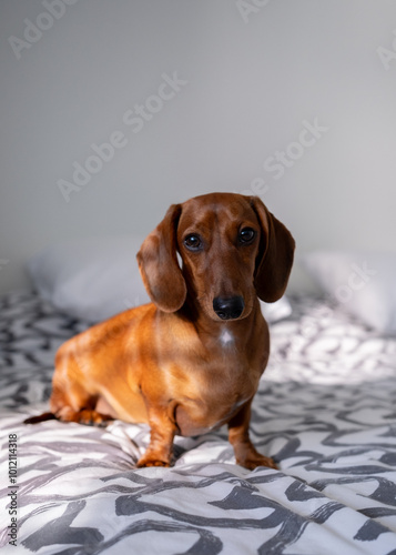 a puppy dachshund on the bed