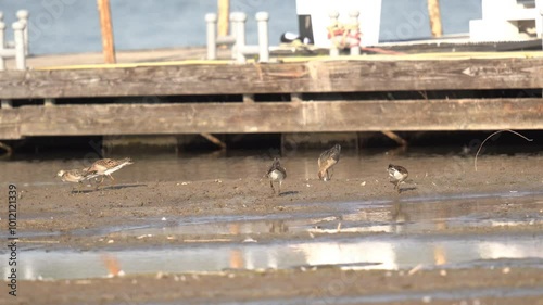 A flock of sandpipers looking for food in the port. Action shot. The ruff (Calidris pugnax) is a medium-sized wading bird that breeds in marshes and wet meadows across northern Eurasia.