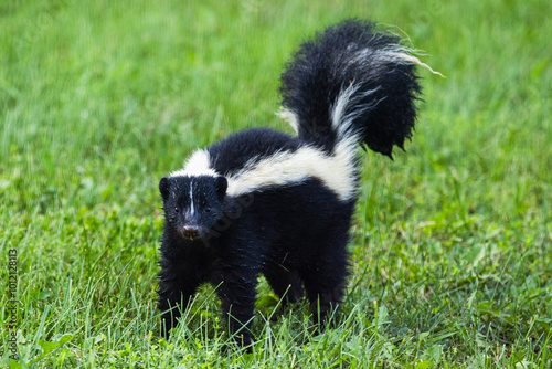 Fotografía Young skunk is startled and stands ready to defend itself