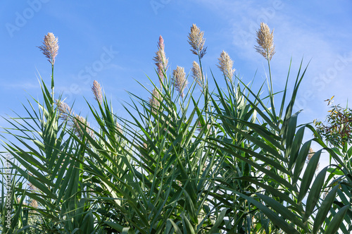 Low-angle view of Miscanthus giganteus reaching towards the clear sky. photo