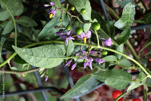 Foto Solanum nightshade plant with lila flowers and red berries close up