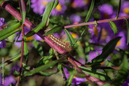 A Knot grass moth caterpillar (Acronicta rumicis) crawling in Michaelmas daisies. photo