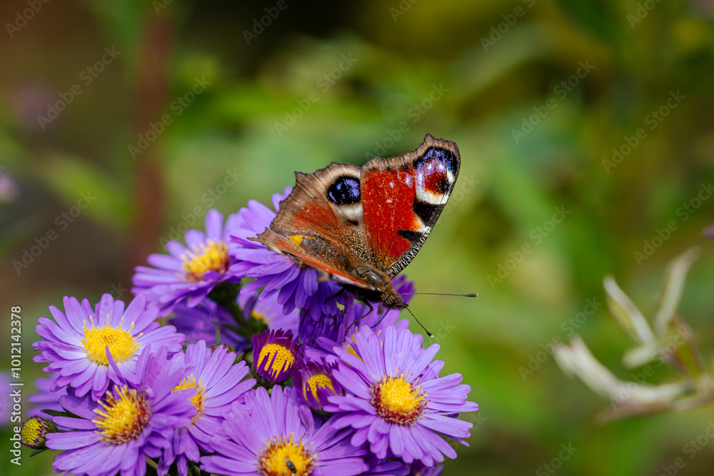 A Peacock butterfly (Aglais io) resting on Michaelmas daisies (Aster). A Peacock butterfly (Aglais io) resting on Michaelmas daisies (Aster).