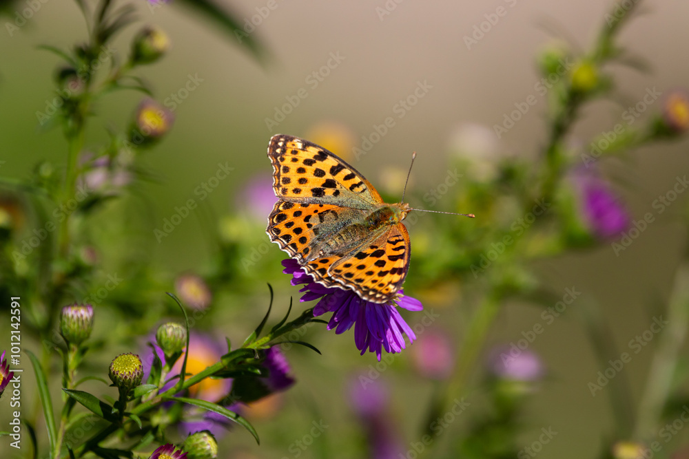 Naklejka premium A Queen of Spain fritillary (Issoria lathonia), resting on Michaelmas daisies (Aster).