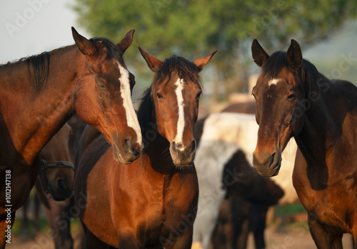 Brown horses