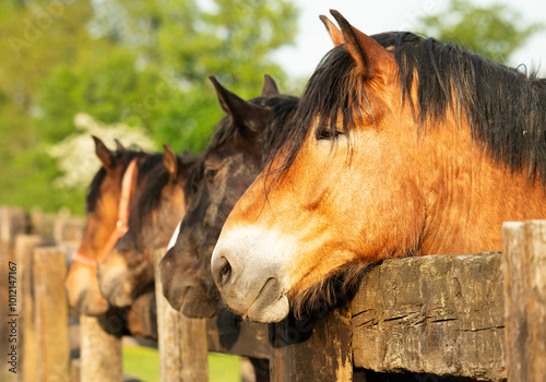 Horses on the farm