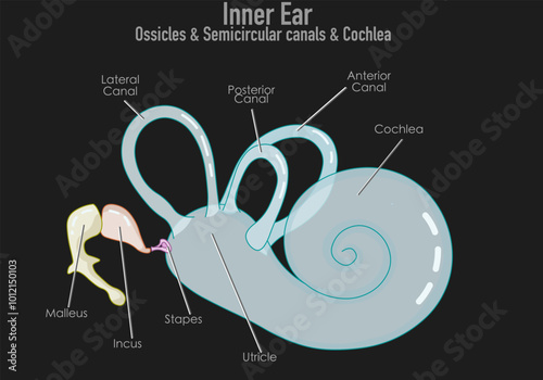 Inner ear, ossicles, cochlea. semicircular canals. Colored malleus, hammer, incus, anvil, and stapes, stirrup. Anterior, posterior, lateral, bony labyrinth. Drk back, Vector illustration
