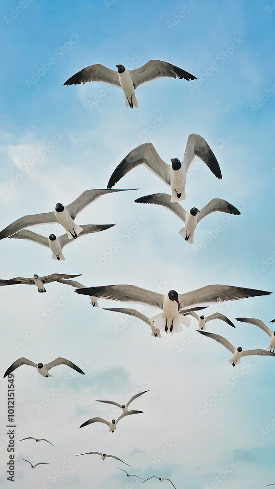 Fototapeta premium photo of a flock of birds, seagulls in flocks, birds flying, seagulls want to take food from people, photo poster of birds