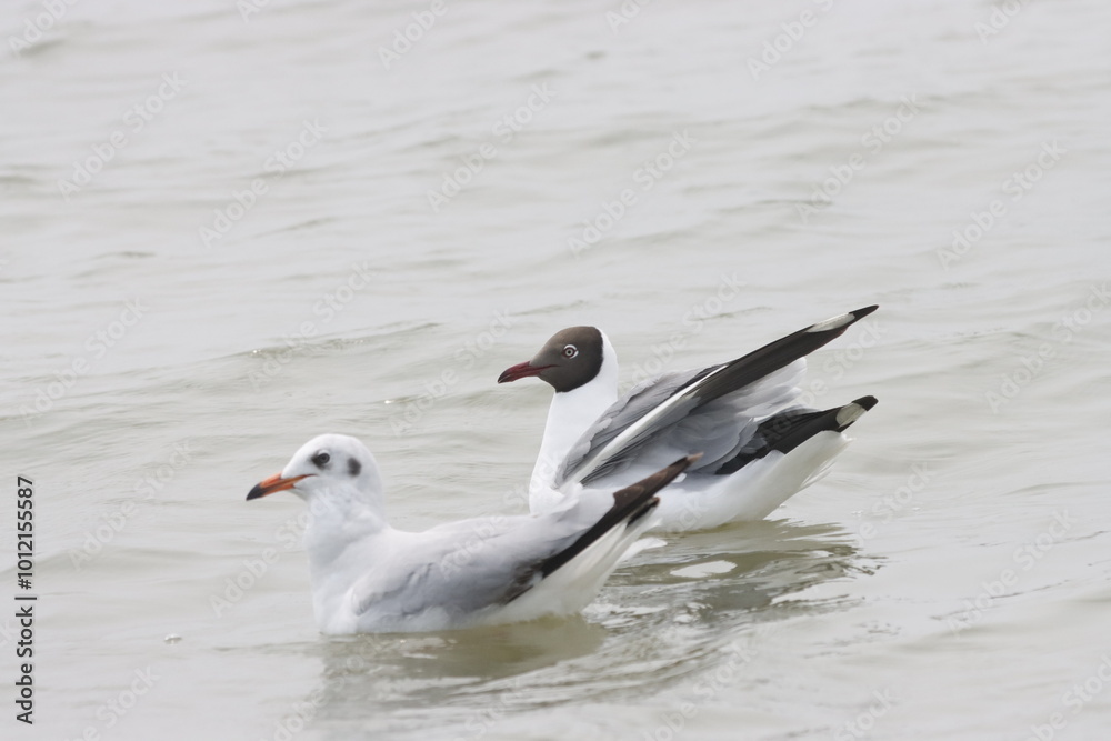 Fototapeta premium This photograph features a Brown-headed Gull in flight over the coastal waters of Odisha. With its distinctive brown head and white body, the gull gracefully soars above the ocean, 