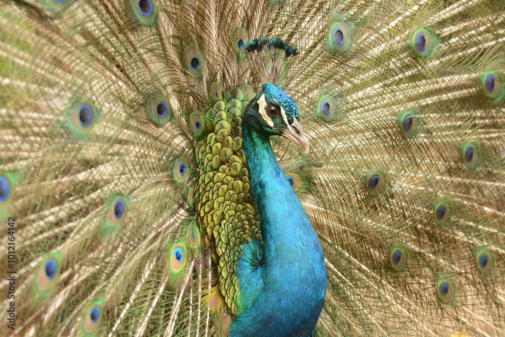 Fototapeta premium Majestic Blue Peacock with Open Feathers