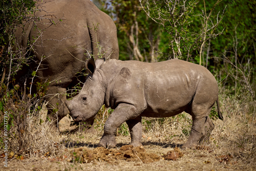 Fototapeta premium A baby white rhino, also known as a calf, is an incredibly adorable and curious creature. Born after a gestation period of about 16 to 18 months, a white rhino calf weighs between 40-65KG 