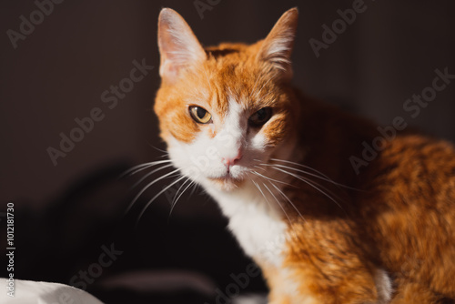 portrait of a orange cat