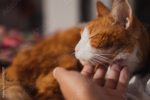 orange cat being pet