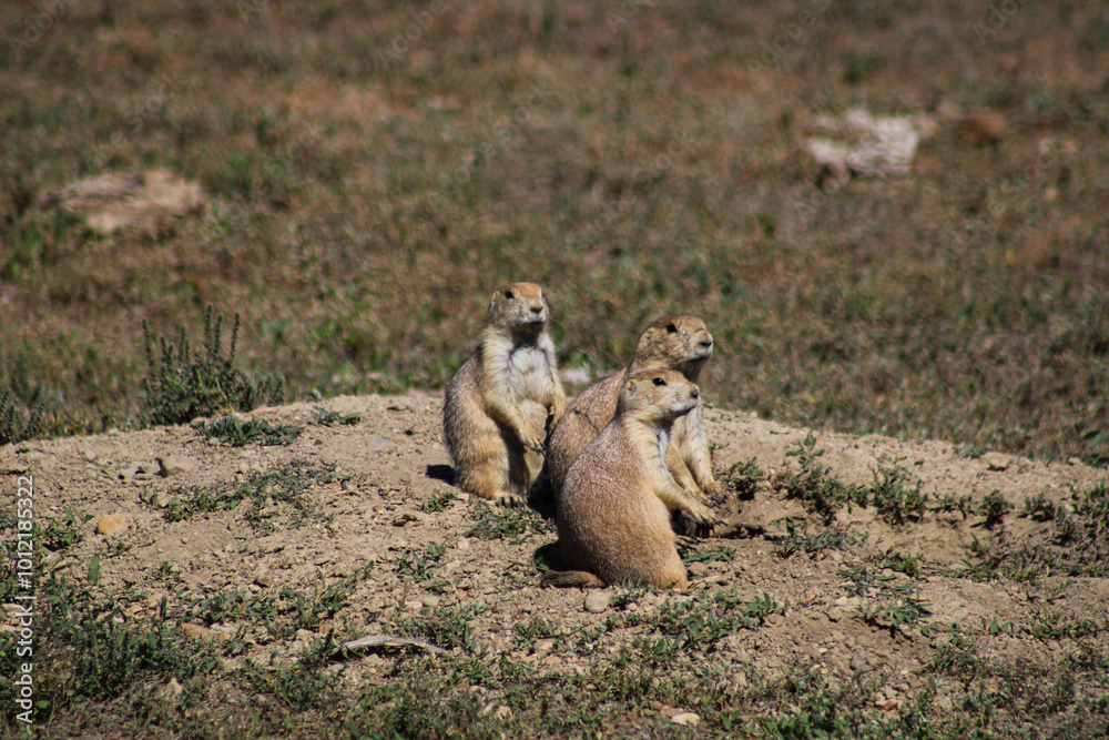 Fototapeta premium three prairie dogs looking into the distance
