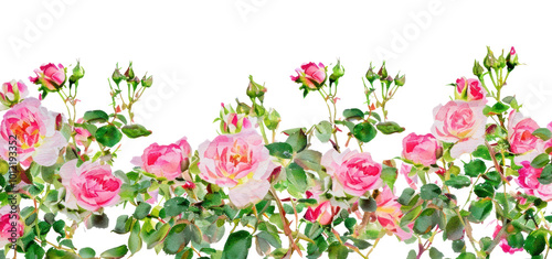 PNG Blooming light pinkroses garden outdoors blossom pattern. photo