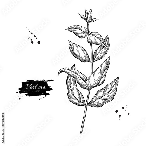 Verbena drawing. Vector hand drawn plant. 