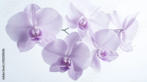 Macro Close-Up of Gradient Purple and White Orchid Petals with Intricate Veining and Soft Sheen in Ultra-Detailed Photorealistic View