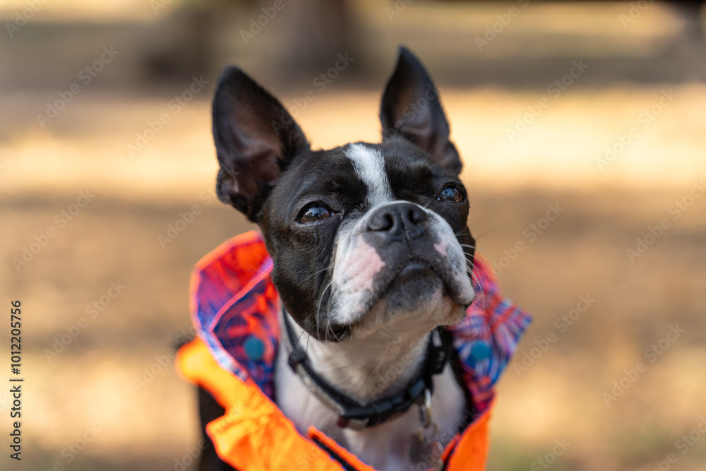 Fototapeta premium Boston terrier dog wearing orange jacket looking away
