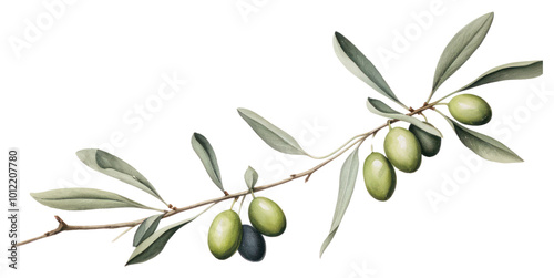Wallpaper Mural PNG Olive branch plant leaf tree. Torontodigital.ca