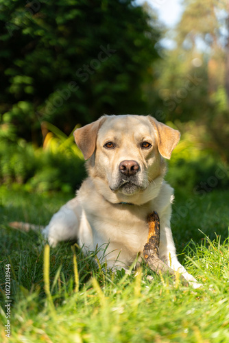 Labrador retriever lying on grass holding a stick