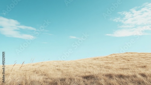 Golden Field Under a Blue Sky