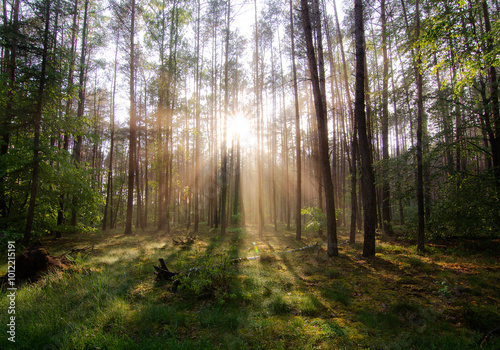 Morning in the forest