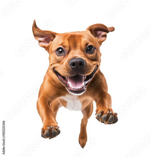 Happy dog playing joyfully while jumping against a white background in an ind...
