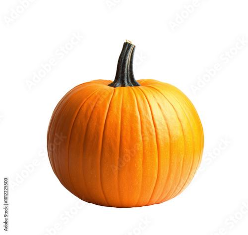 A vibrant orange pumpkin ready for autumn decorations and festive celebrations