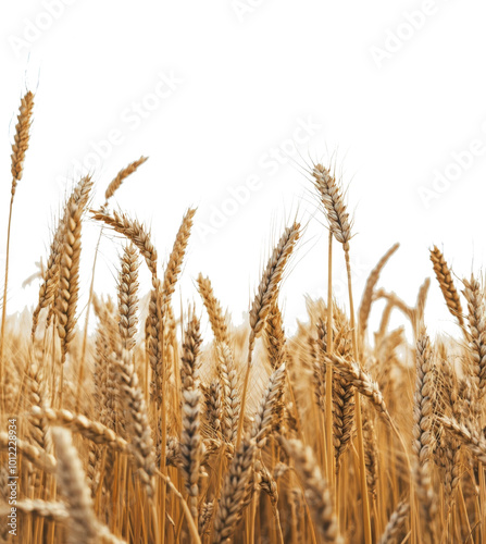 Wheat stalks swaying gently in a sprawling field during a calm overcast day