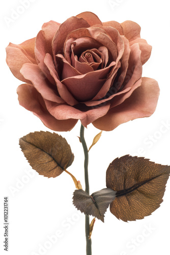Delicate pink rose with lush green leaves on a long stem against a white back...