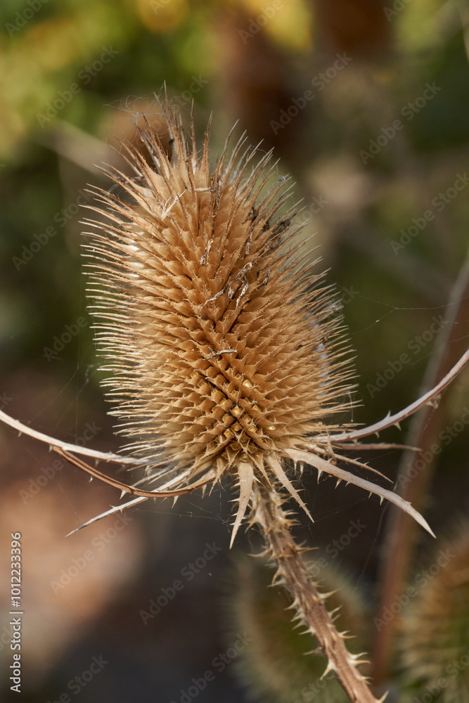 Teasel (Latin Dipsacus) has bloomed in the garden. Teasel family (Latin Dipsacoideae) is a subfamily of dicotyledonous plants of the family of Honeysuckle (Latin Caprifoliaceae). Teasel (Latin Dipsacus) has bloomed in the garden. Teasel family (Latin Dipsacoideae) is a subfamily of dicotyledonous plants of the family of Honeysuckle (Latin Caprifoliaceae).