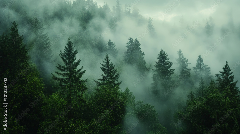 A moody shot of a dense pine forest enveloped in thick fog. The mist hangs in the air, creating a sense of mystery, while the lush green pine trees stand out against the hazy, dreamlike atmosphere. A moody shot of a dense pine forest enveloped in thick fog. The mist hangs in the air, creating a sense of mystery, while the lush green pine trees stand out against the hazy, dreamlike atmosphere.