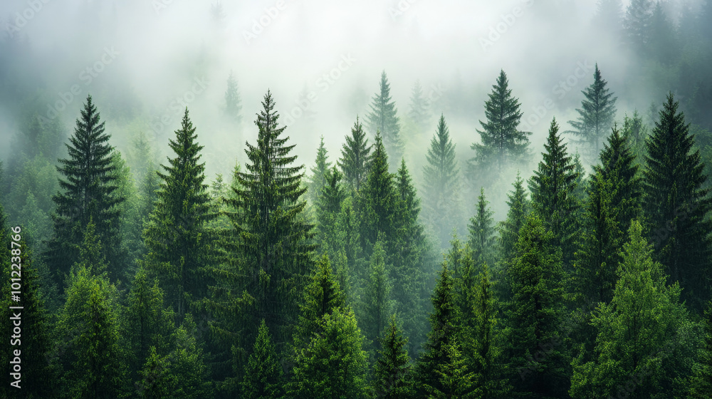Fototapeta premium A misty morning in a dense forest of vibrant green pine trees. The fog drifts between the tall trunks, giving the scene an ethereal, dreamlike quality, with the tops of the trees disappearing into the