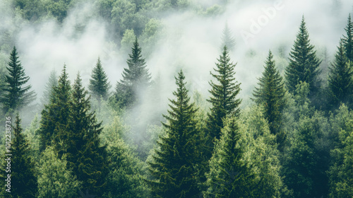 Tall pine trees rise from the forest floor, their lush green needles softened by a layer of mist. The fog creates a dreamy, serene environment, with the trunks of the trees disappearing into the white photo