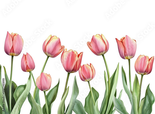 Delicate pink tulips arranged elegantly with green leaves on a soft white bac...