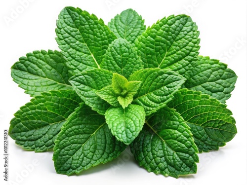 Fresh Mint Leaves Isolated on White Background for Culinary, Herbal, and Natural Health Concepts