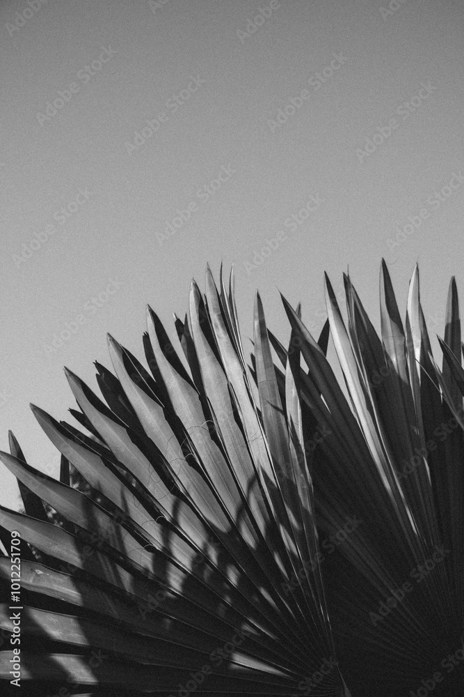 Fototapeta premium abstract plant