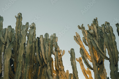 cactus in desert