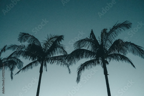 palm tree silhouette