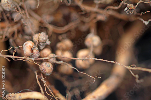 Nodule bacteria and legume roots photo