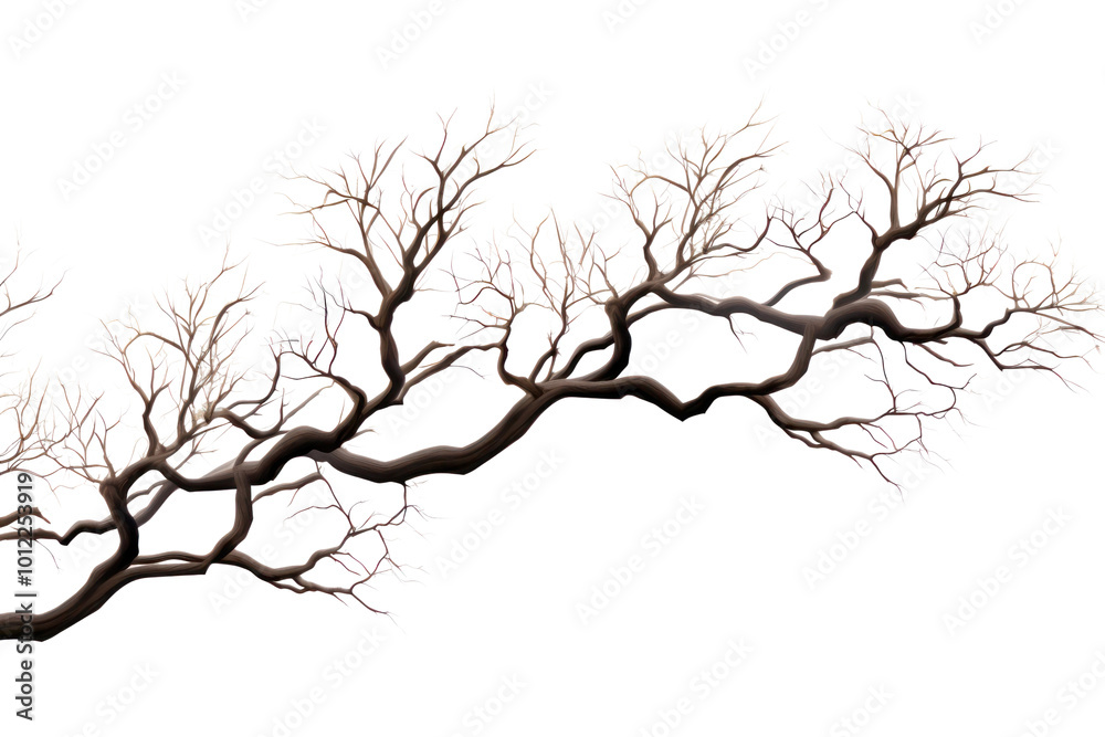 Fototapeta premium PNG Tree branches sketch plant white background.