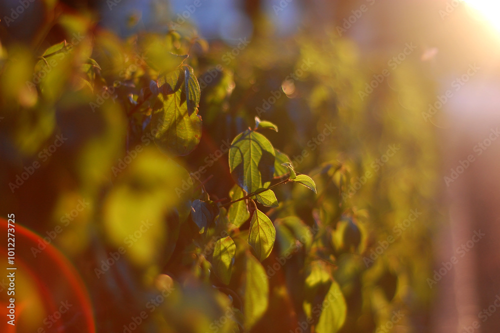 bush leaves in sunset light, blurred background, atmospheric photography bush leaves in sunset light, blurred background, atmospheric photography