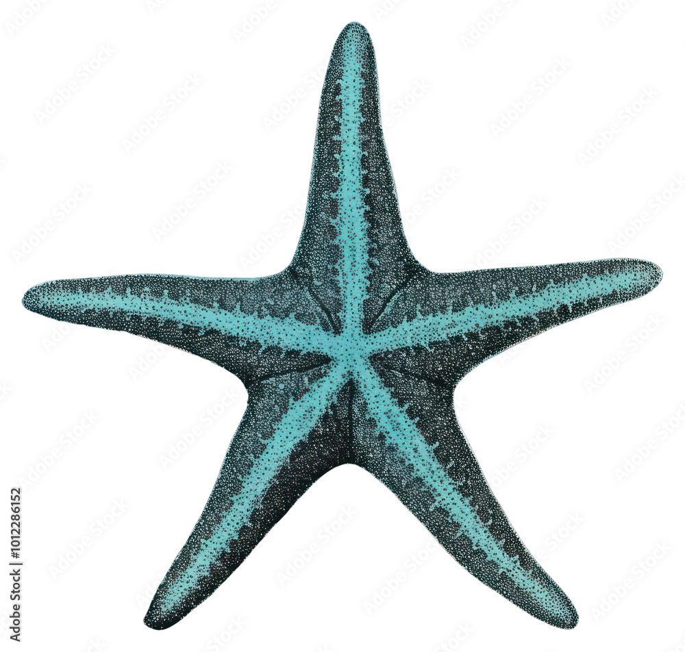 PNG Starfish invertebrate underwater echinoderm. PNG Starfish invertebrate underwater echinoderm.