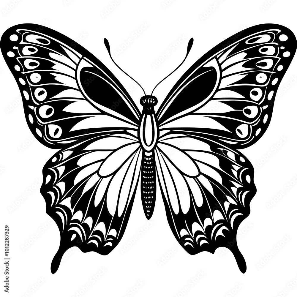 butterfly illustration butterfly illustration
