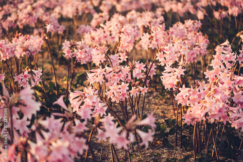 Naked Lady Lilies photo